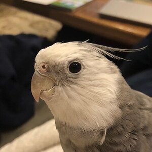 My Cockatiel and mate, Scout!