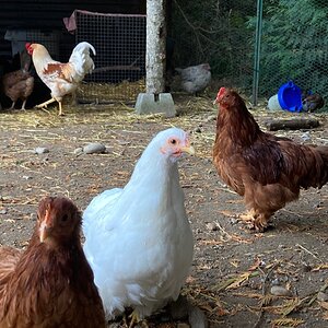 Our bantam Cochins!