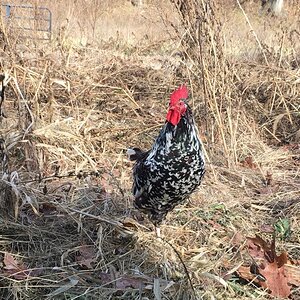 Rocky, speckled sussex cockerel