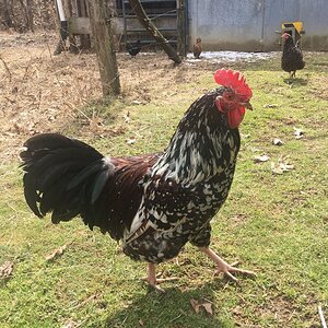 Rocky, speckled sussex cockerel