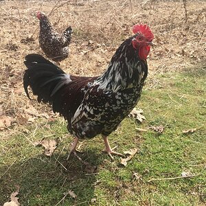 Rocky, speckled sussex cockerel