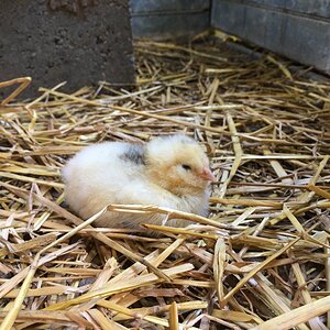 Salmon faverolle chick