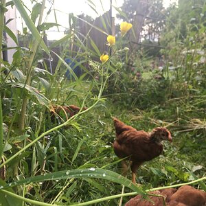 rhode island chicks with rain droplets and buttercups