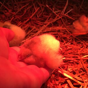 salmon faverolle chick in the hand