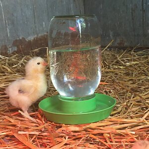 Salmon faverolle chick about to drink