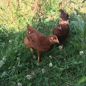 Rhode island red chicks in the clover