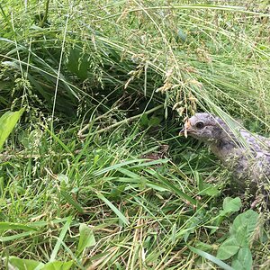 Lenny in the tall grass