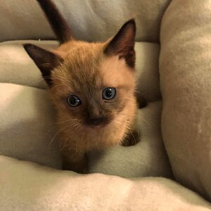 Whippoorwill’s Voodoo