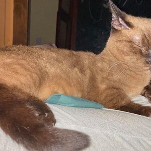 Whippoorwill’s Voodoo