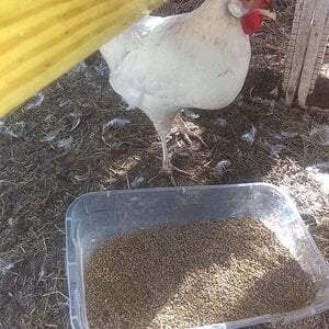 Female White Leghorn