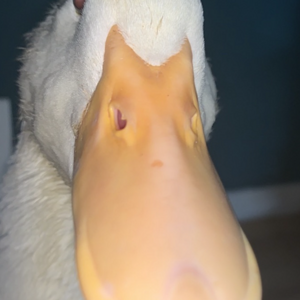 35.png