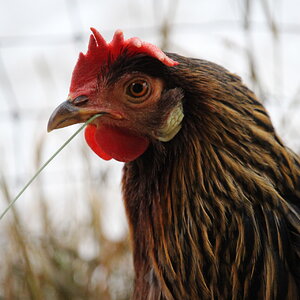 brown_leghorn_hen_striatus2.JPG