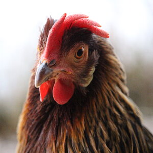 brown_leghorn_hen_striatus1.JPG