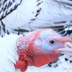 royal_palm_turkey_jake1.JPG