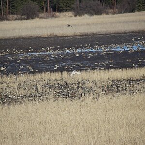 pintails_and_mallards.JPG