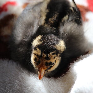 golden_laced_wyandotte_pullet_aquila1.JPG
