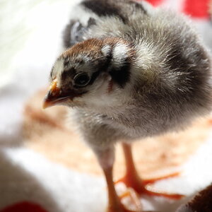 silver_laced_wyandotte_hen_silverfish1.JPG