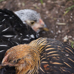 golden_laced_and_silver_laced_wyandotte_hens_aquila_and_silverfish2.JPG