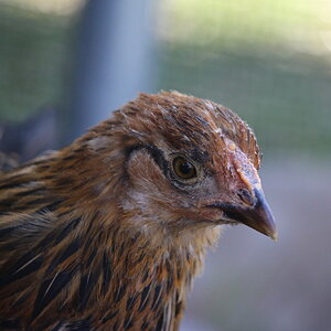golden_laced_wyandotte_pullet_aquila3.JPG