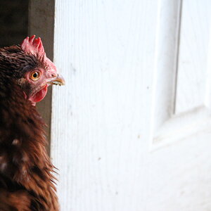 brown_leghorn_hen_striatus2.JPG