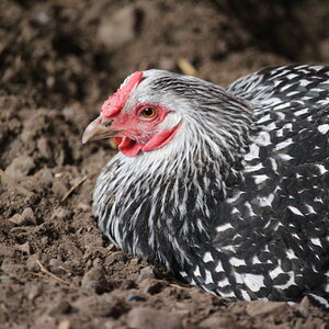 silver_laced_wyandotte_hen_silverfish3.JPG