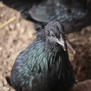black_sumatra_pullet_andromeda4.JPG