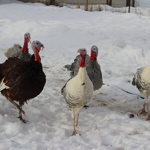 flock1_JPG
