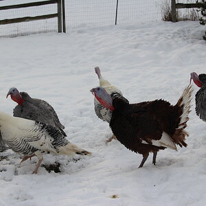 gobblers2.JPG