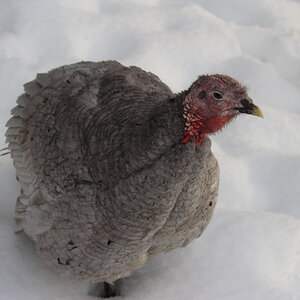 blue_slate_jenny_hen4.JPG