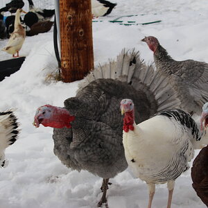 gobblers3.JPG