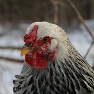 Penny the Silver-Laced Wyandotte