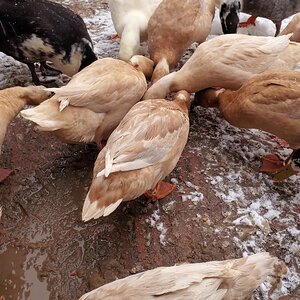 Unhappy Ducks on Christmas Morning: Snow makes cold feet!
