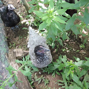 The chicks when they were younger