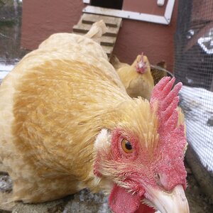 "Food? Do you have any food??"