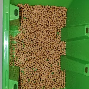 Soybeans in the Mini Fodder-Tower