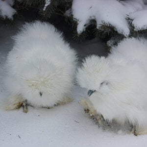 4 month old Silkies