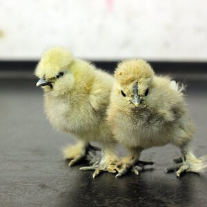 Newly hatched Silkie chicks