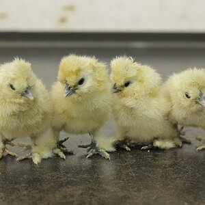newborn Silkie chicks