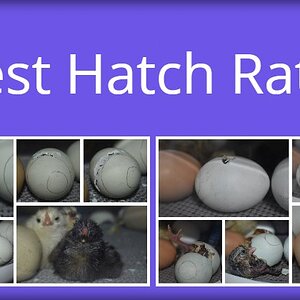 Best Hatch Rate.jpg