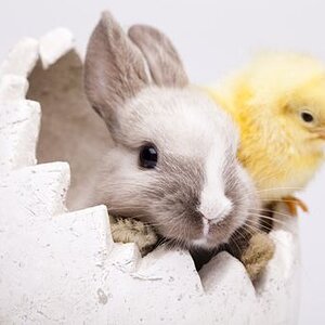 small chick & bunny.jpg