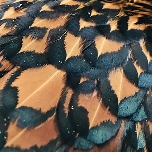 Minnie’s Feathers