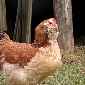 Salmon faverolle pullet