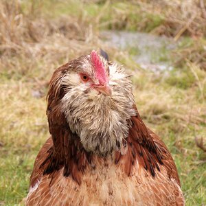 Salmon faverolles pullet portrait