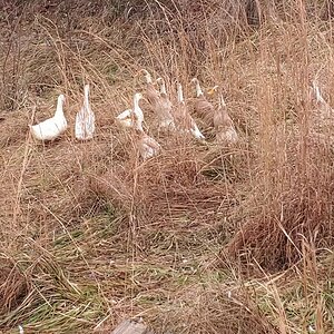 Terrible disappointed ducks: Their pond is covered in ice!