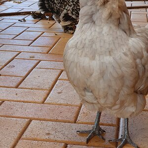 Perri with Oreo and Tango