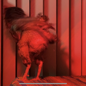 80_15.png