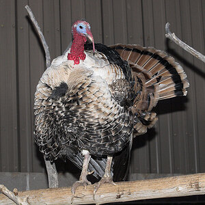 Sweetgrass_tom_X1214142_01-21-2021-001.jpg
