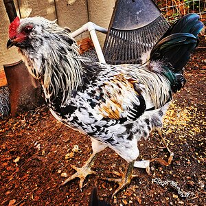 Ameraucana Rooster