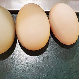 Got one mini-egg today: 85, 70 and 50 grams