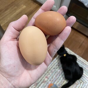 Mega Egg